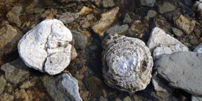 Fossils and rocks in shallow water at Clifty Falls State Park
