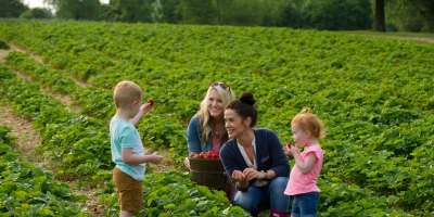 Two women with little kids picking strawberries at Huber's
