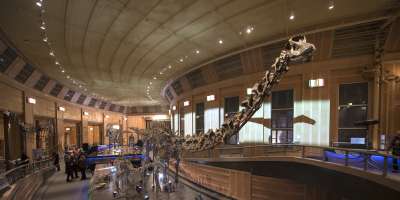 Cincinnati Museum Center Dino Hall featuring a dinosaur skeleton