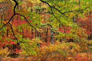 Vibrant red, orange, yellow and green trees at Kings Gap in the Fall