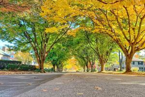 Carlisle Tree Lined Street in Fall