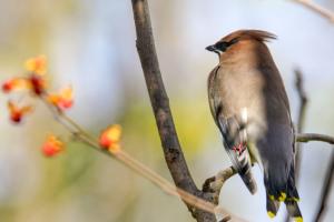Bird on branch