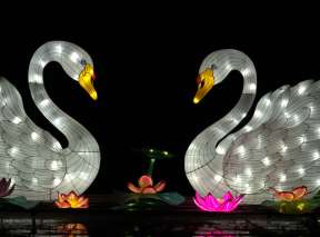 Asian swan lanterns light up a pond at Sedgwick County Zoo during the Wild Lights exhibit