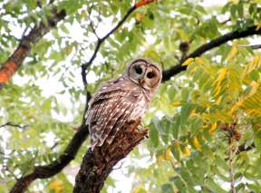 Owl by Ricardo Reitmeyer