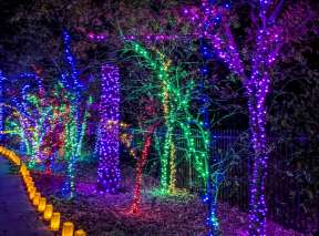 Walking Path at Botanica Illuminations 2020