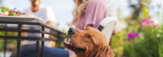 Guide to dog friendly bars, patios & parks in Kansas City