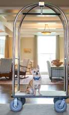 Jake the dog at Weekapaug Inn