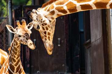 Oakland Zoo Kijiji Giraffe