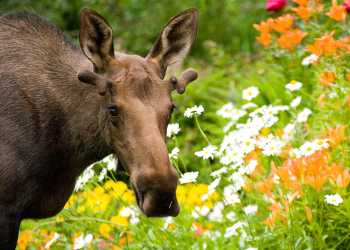 Moose wildlife viewing in Anchorage, Alaska during summer