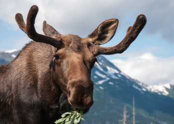 Moose borwsing near the mountains