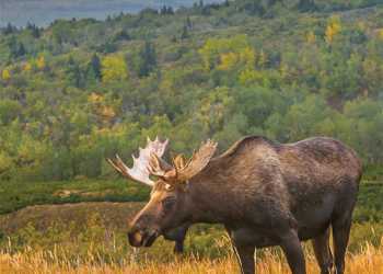 Can I Take A Train From Seattle Or Vancouver To Alaska Visit Anchorage