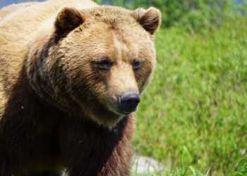A brown bear, also known as a grizzly bear, lumbers through tall grass in Alaska