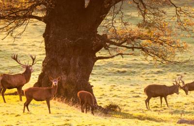 Deer roaming in the deer park at Ashton Court Estate near Bristol in the autumn, credit Paul Box