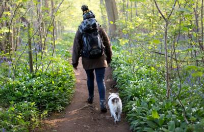 Woman walking a small white dog through bluebells in a wood in Bristol