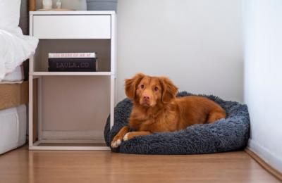 A red dog sat on a grey bed in the corner of a room - Credit Jamie Street