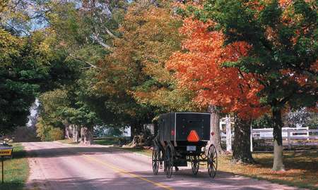 Amish Buggy Fall