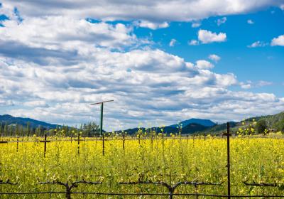 What S New In The Napa Valley Winter Spring 2020