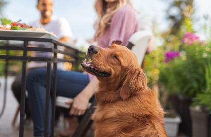 Dog on restaurant patio