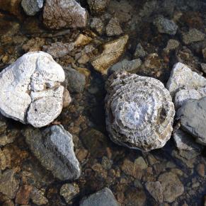 Fossils and rocks in shallow water at Clifty Falls State Park