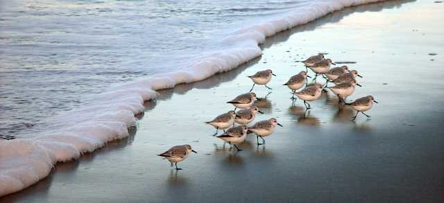Sandpipers at Sunrise, Oregon Coast Beach by Robert Petit