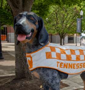 University Of Tennessee Football Game Day Information