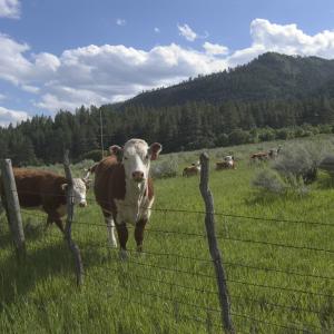 Cows