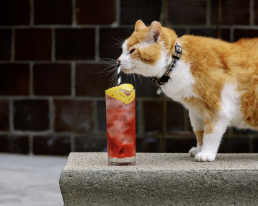 Cats of the Bluegrass