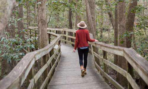 Experience Camping Hiking At Congaree National Park