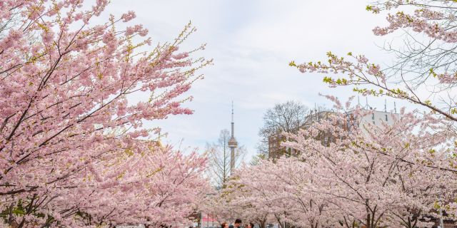 Cherry blossoms bloom in spring at Trinity Bellwoods Park
