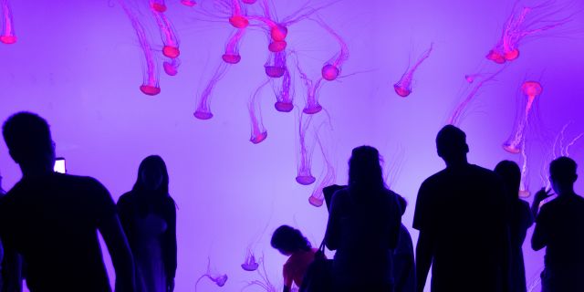 Visitors at the jellyfish wall at Ripley's Aquarium