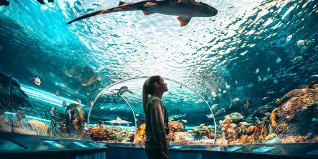 The shark tunnel at Ripley's Aquarium of Canada