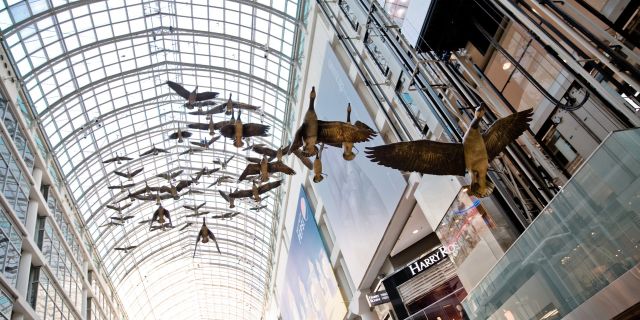 The Canadian geese on display inside the Eaton Centre shopping mall