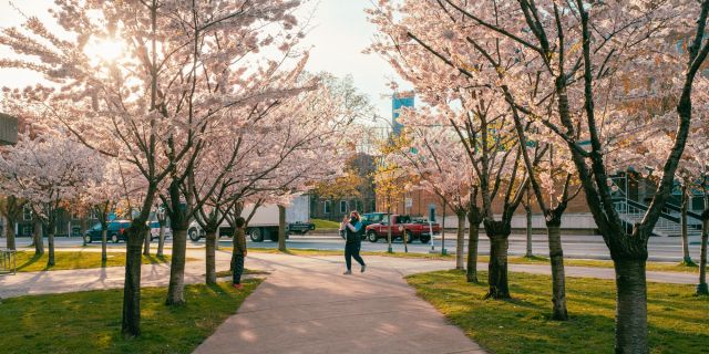 Cherry Blossom Trees at Robarts Library in Toronto