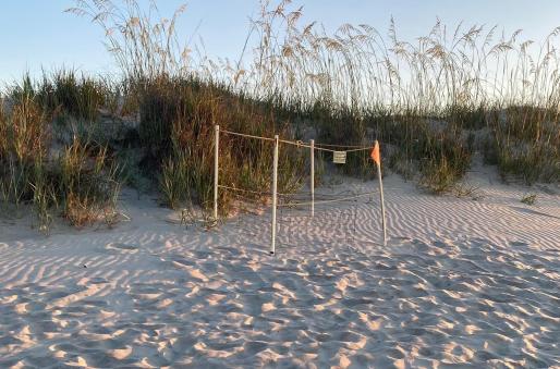 A protected sea turtle nest on the beach