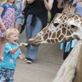 Child feeding giraffe in the Heart of Africa at Columbus Zoo and Aquarium