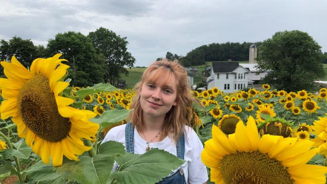 Maple Bottom Farm Sunflowers