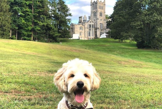 Dog Lyndhurst