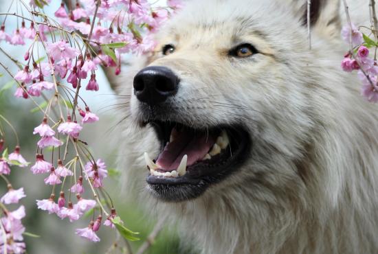 A white wolf stands next to a blooming tree with pink flowers.