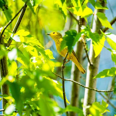 A photo of a Yellow Warbler perched on a branch in Durango, Colorado.
