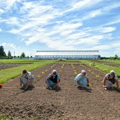 Amish workers planting crops