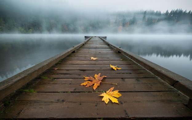 A wooden pier sprinkled with golden fallen leaves over the serene water covered in fog with trees in the distance in Vancouver.