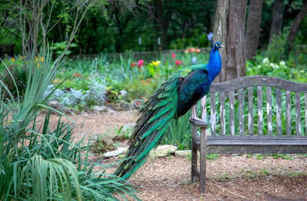 Peacock at Mayfield Park and Preserve in austin texas