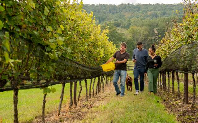 Loudoun County Wine Tasting Winery Food Tours
