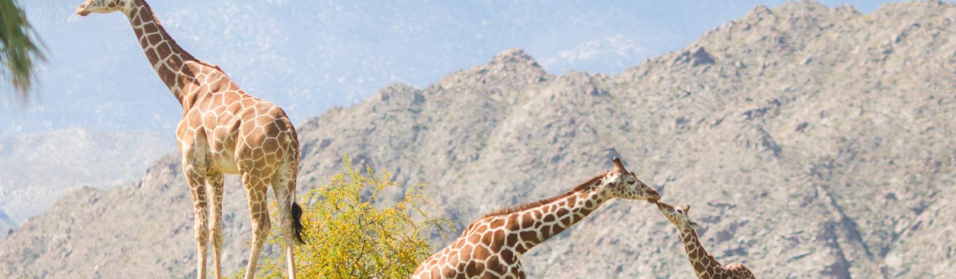 Enjoy a Family Field Trip in Greater Palm Springs