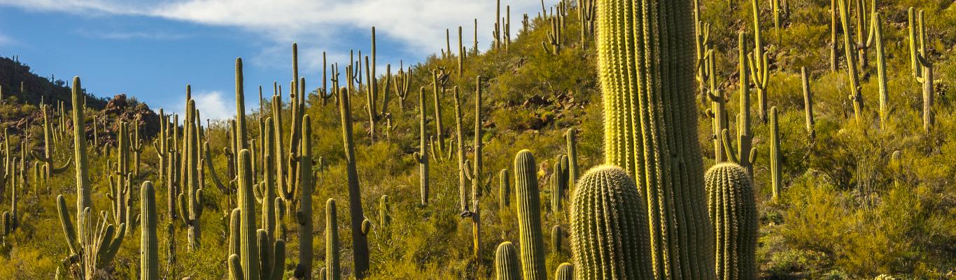 City In The Middle Of A Park | Visit Tucson Blog
