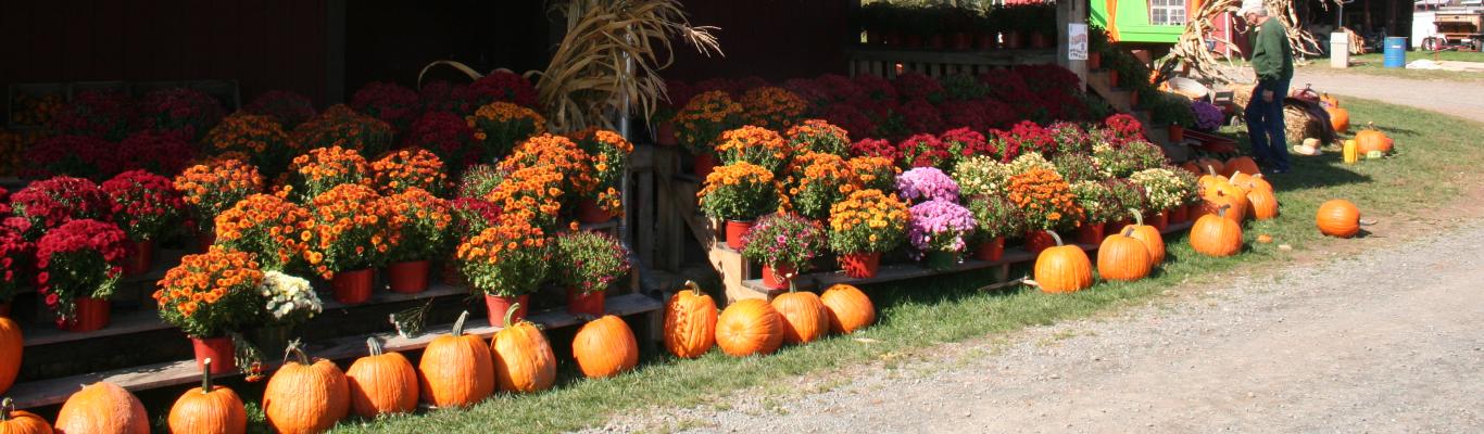 Best Fall Festivals In Loudoun County Virginia