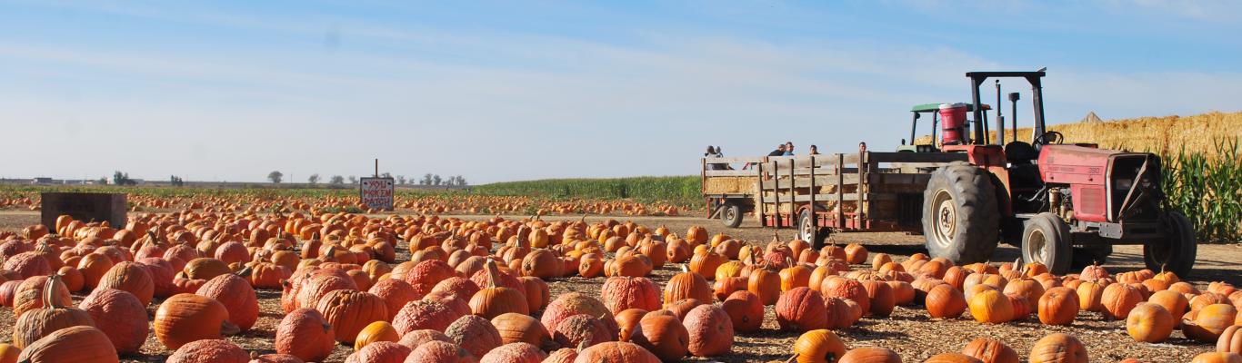 Pumpkin patch outlet sacramento