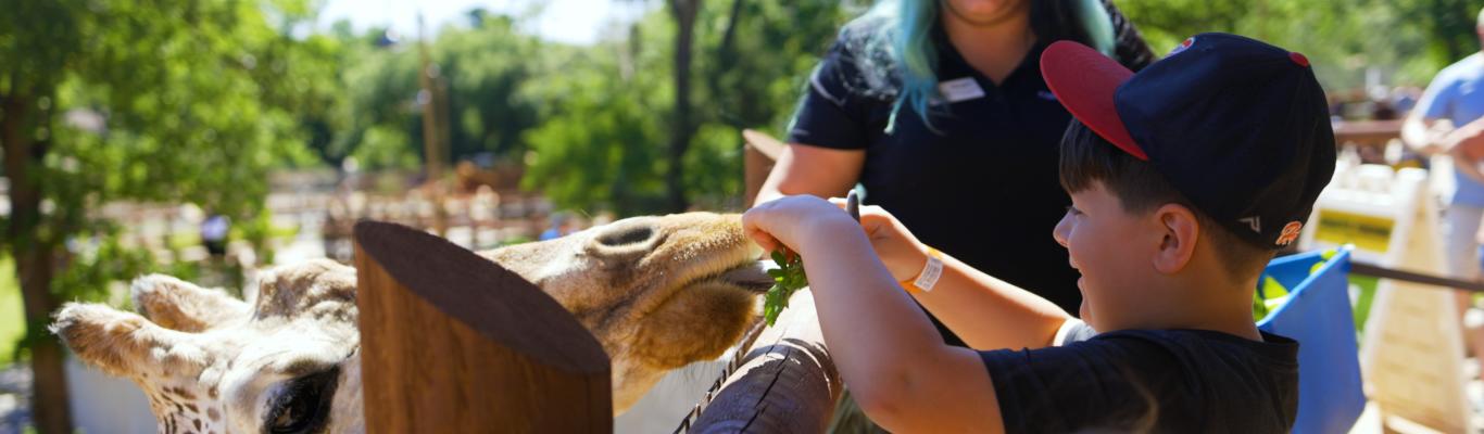 Feeding The Animals At The Zoo