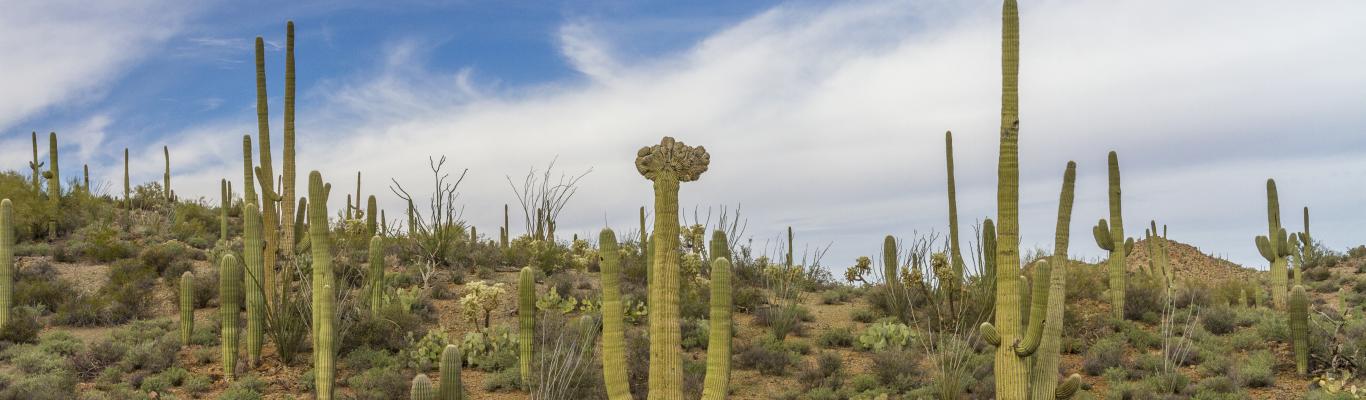 The Crowned Cactus | Visit Tucson Blog