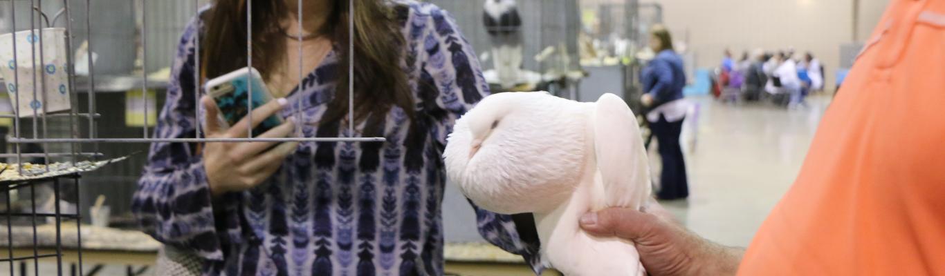 woman petting show pigeon (beautiful white pigeon with white feathers)